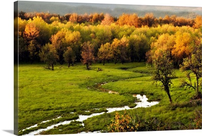 Riparian Autumn, Columbia