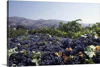 Ripe grapes, view of Napa Valley in background, CA, USA