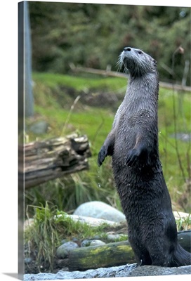River Otter standing upright