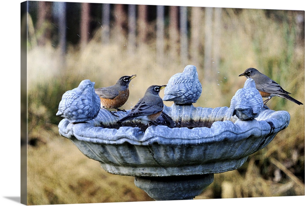 Robins on birdbath.