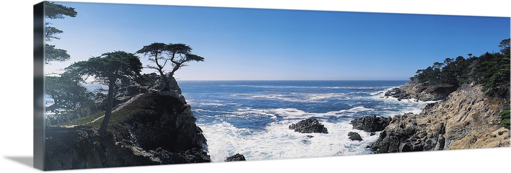 Lone Cypress on a rocky cliff overlooking the ocean on the California coast.