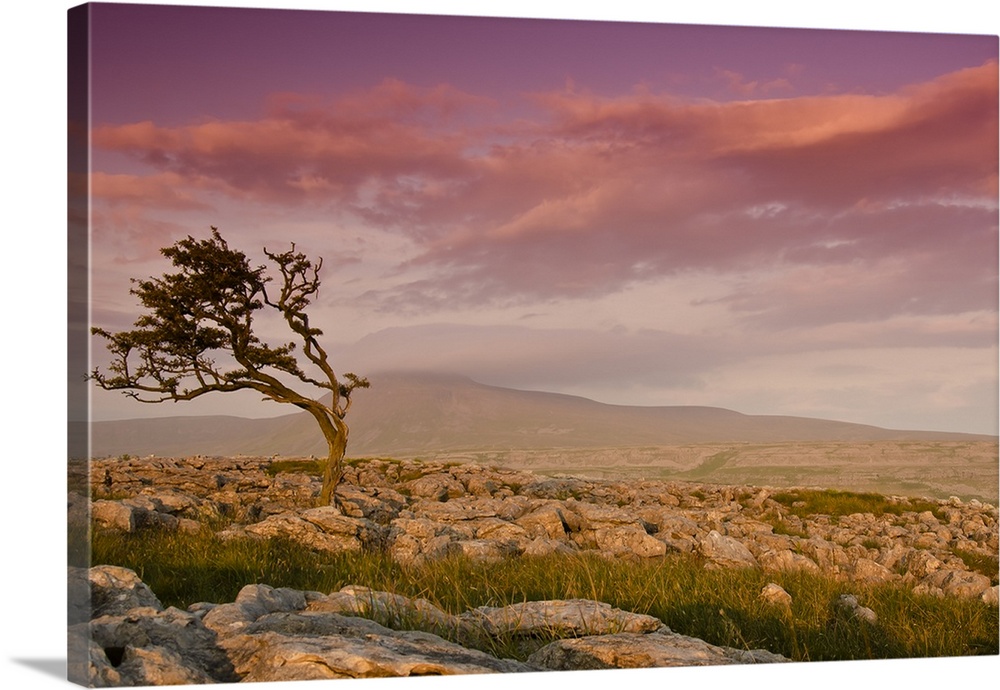 Rocky landscape with lone tree in sunset.