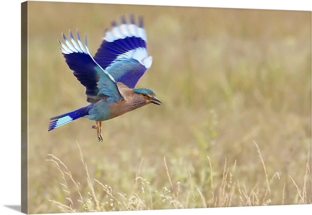 Roller in flight