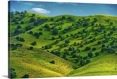 Rolling hills along the California coast turn a verdant green.