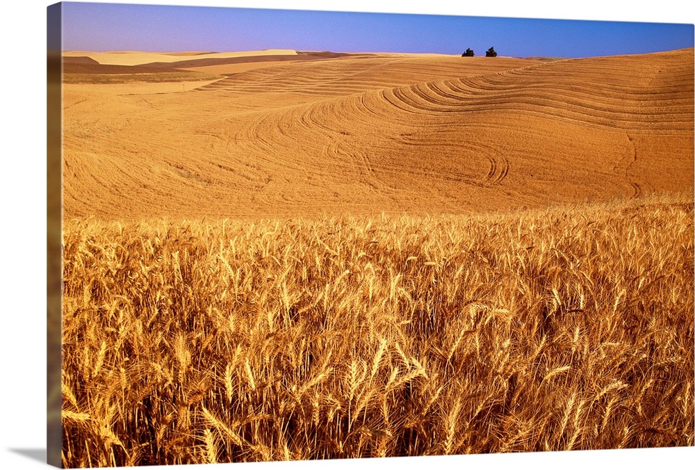 Original caption: A wheat field in eastern Washington at harvest time.