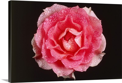 Rose In Front Of A Black Background