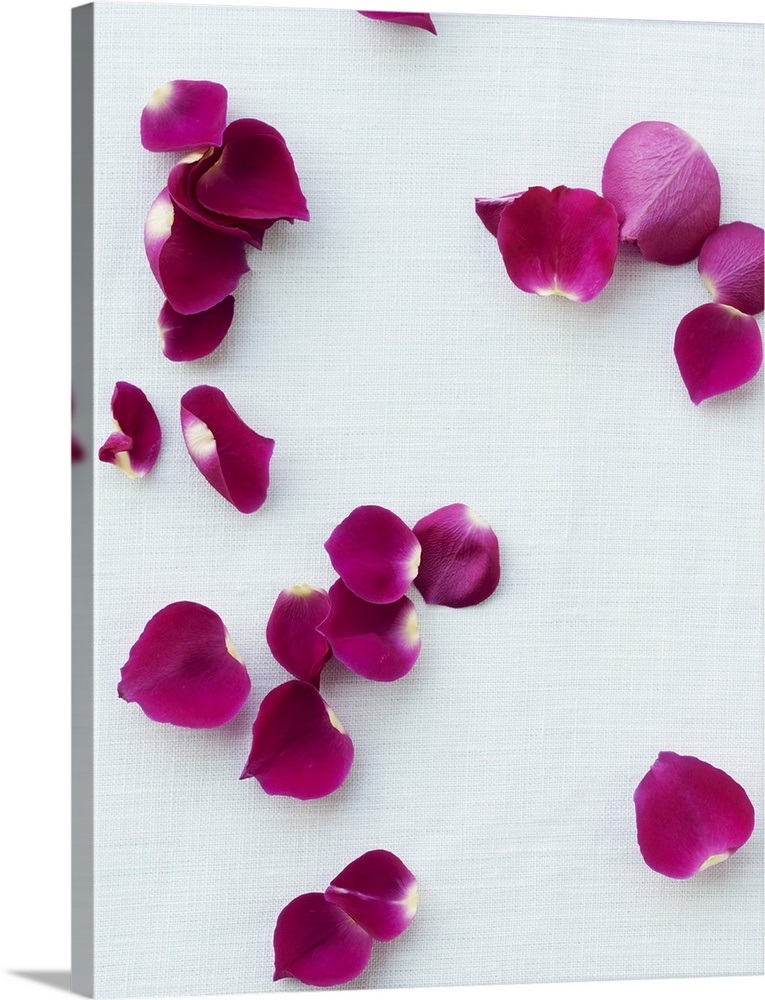 Rose petals Wall Art, Canvas Prints, Framed Prints, Wall Peels Great Big Canvas