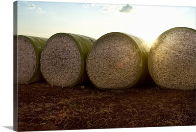 Round bales of picked cotton at sunset and sky in background.
