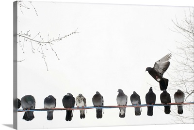 Row of pigeons on wire with one in flight against white winter sky.