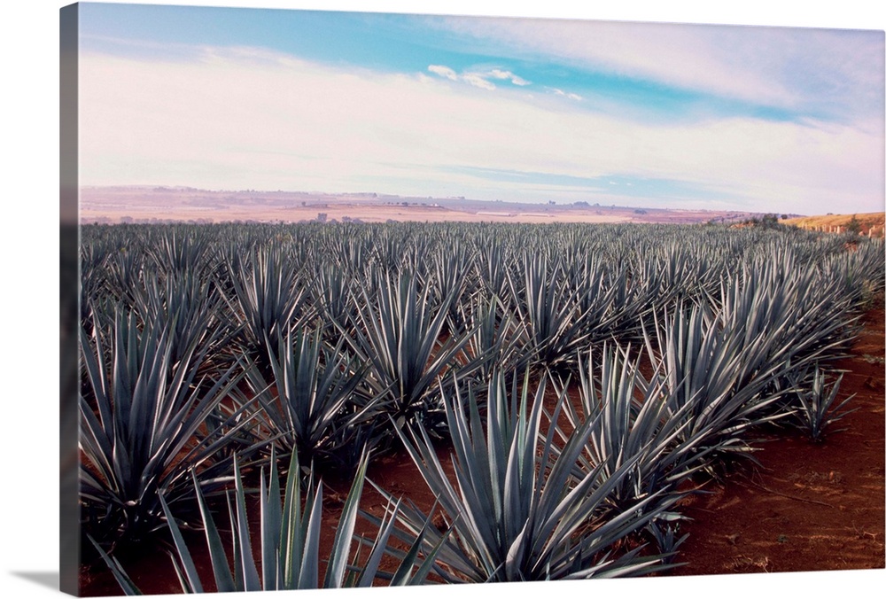 Rows Of Mexican Agave