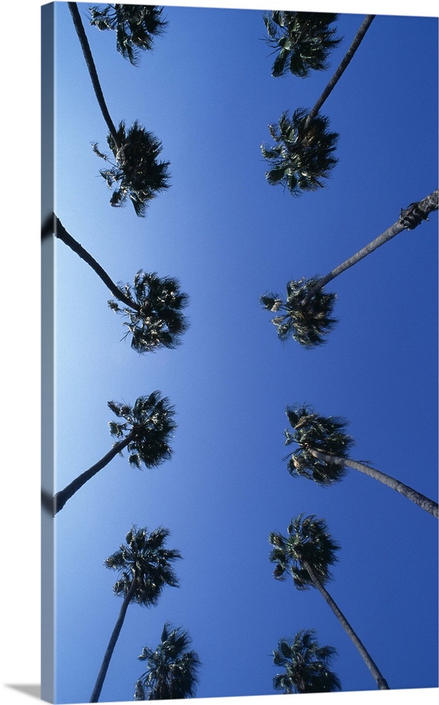 Rows of palm trees, view from below, Hollywood, Los Angles, California, USA