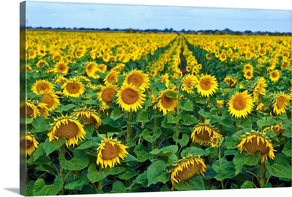 Rows Of Sunflowers In France Wall Art Canvas Prints Framed Prints Wall Peels Great Big Canvas