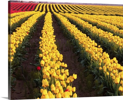 Rows Of Yellow Tulips