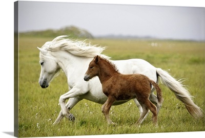 Running mare and her foal in Iceland