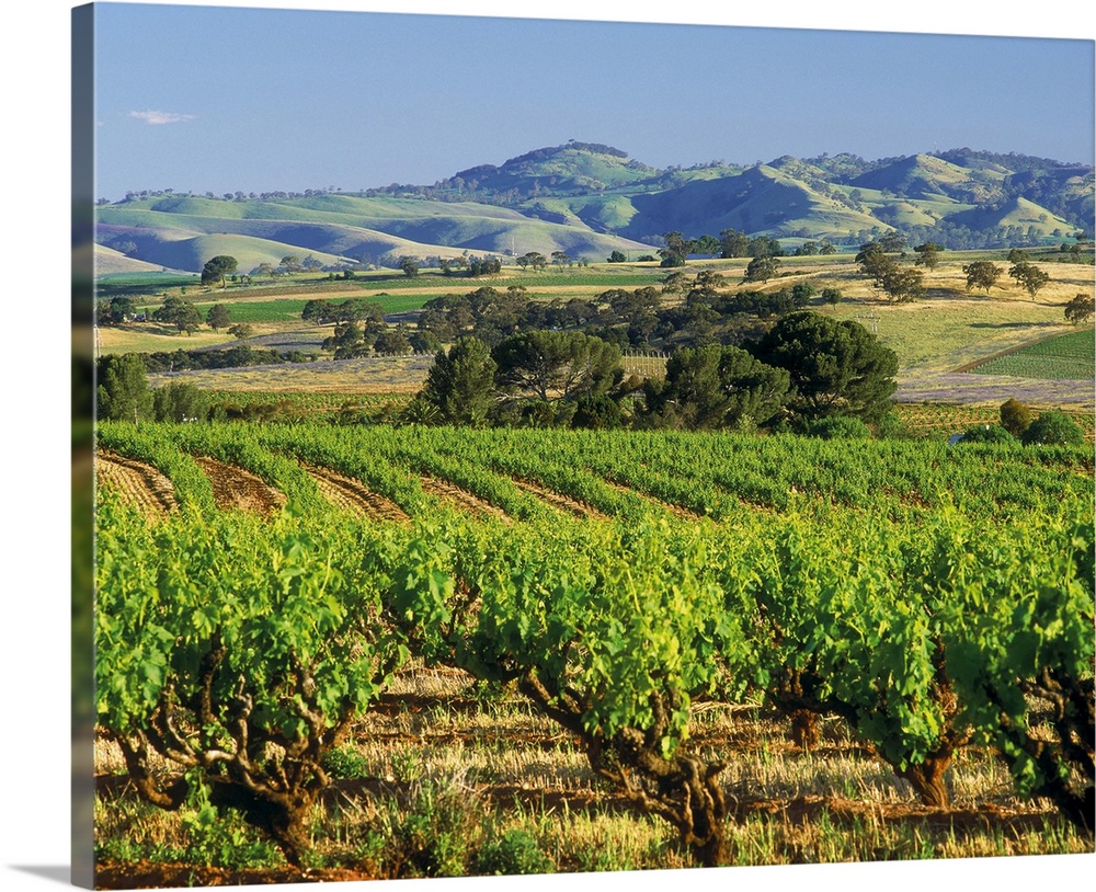 Rural landscape with vineyards, cereal crops & distant hills