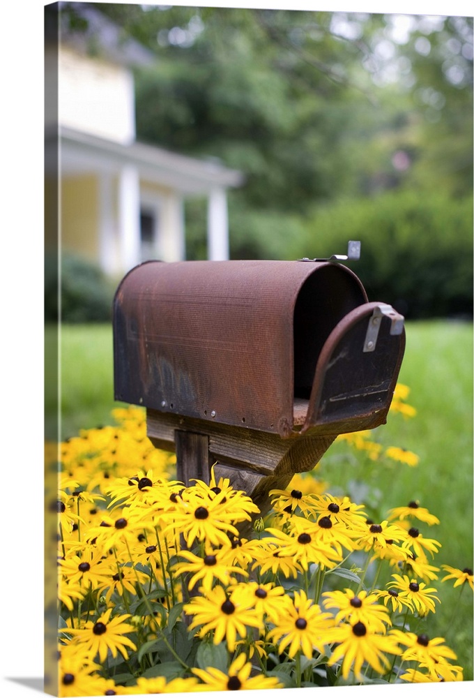 A mailbox out in front of a small town home surrounded by bright yellow flowers.