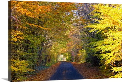 Rural road, Argyll and Bute, Scotland