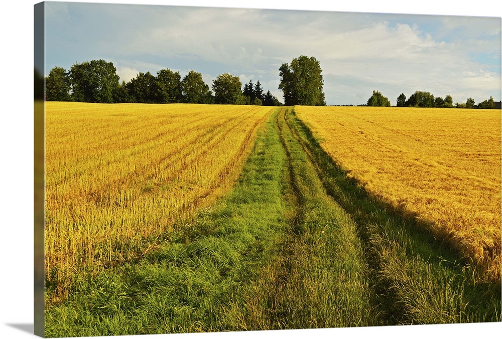 Rural scene, near Villingen-Schwenningen, Black Forest, Schwarzwald-Baar.