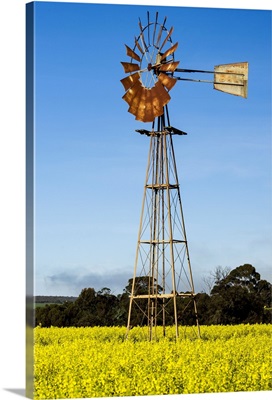 Rusty windmill amongst canola fields, Bredasdorp, South Africa