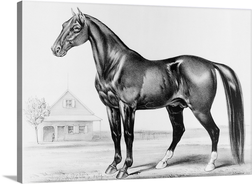 Rysdyk's Hambletonian famed trotter horse.