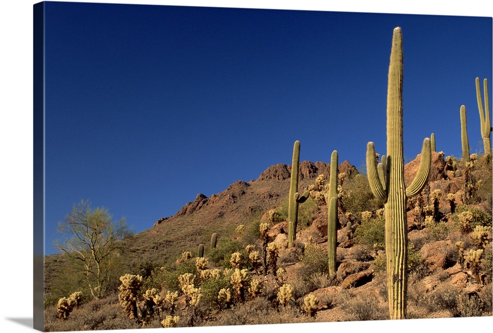 Saguaro cacti and Tucson Mountains, Tucson Mountain State Park, Tucson, Arizona