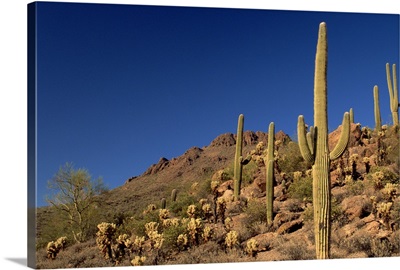 Saguaro cacti and Tucson Mountains, Tucson, Arizona
