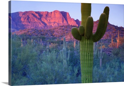 Saguaro cacti with red mesa and sky beyond