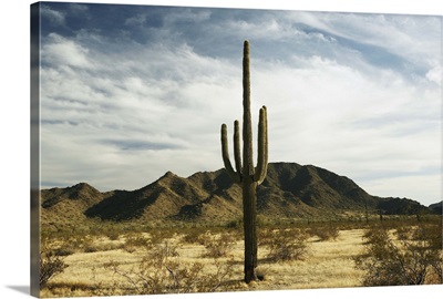 Saguaro cactus