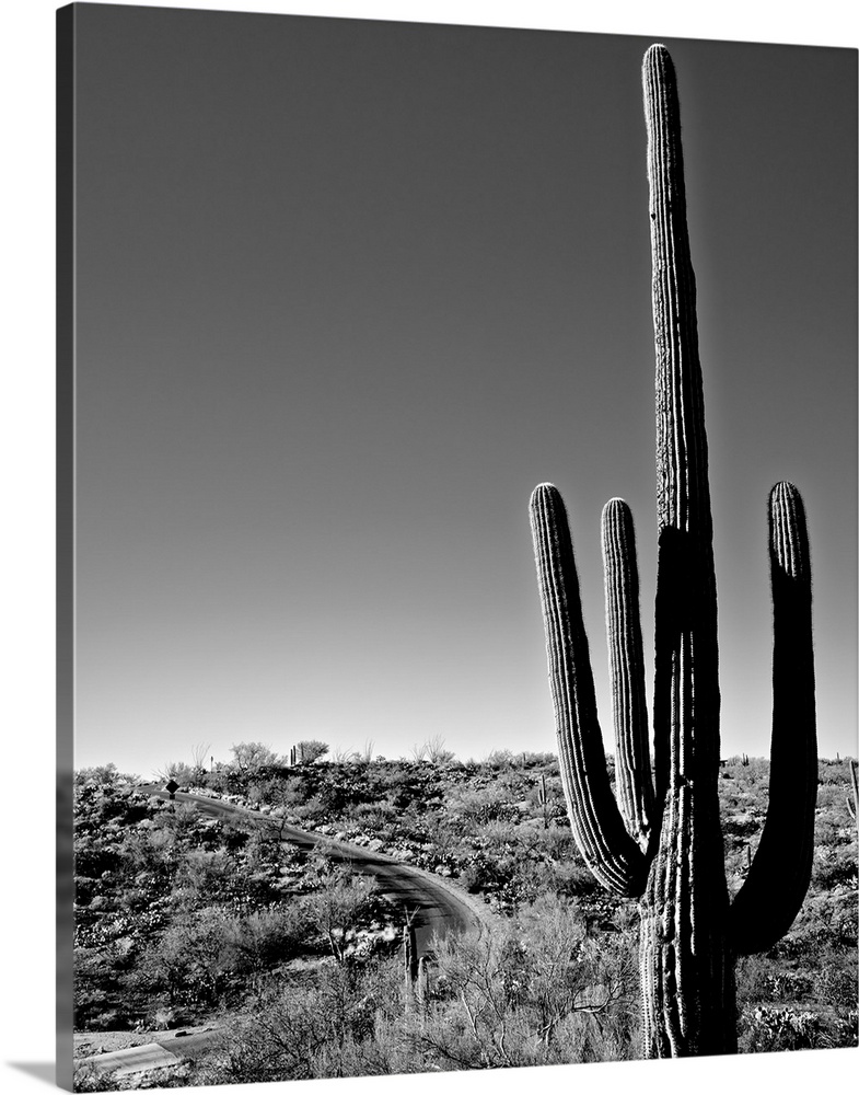 Black and white photograph of a Saguaro Cactus (Carnegiea gigantea) and road near Tucson, Arizona.