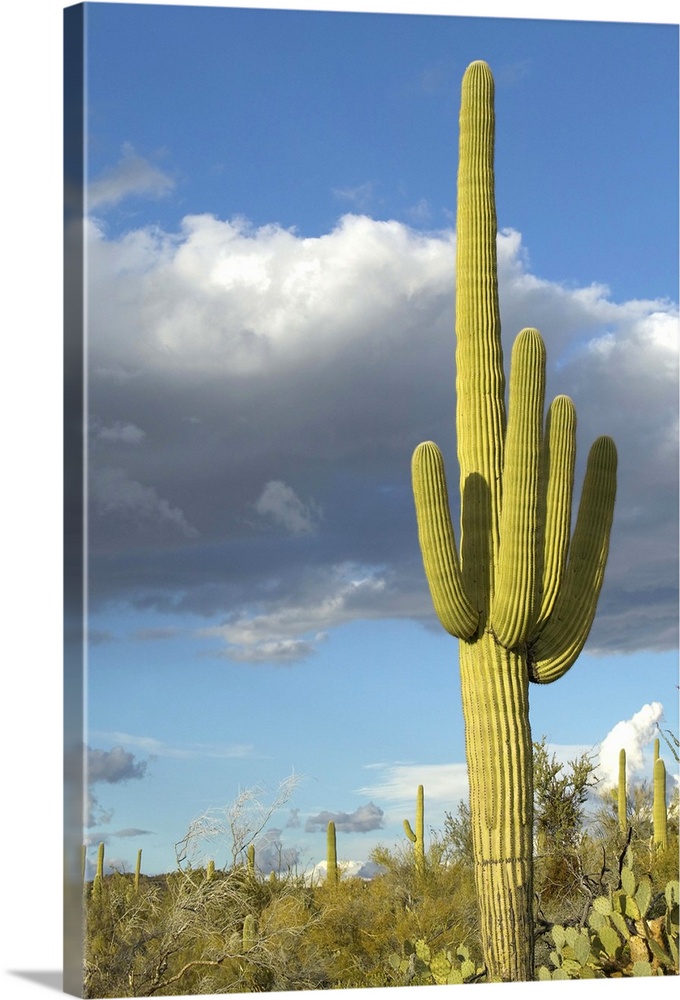 'Saguaro Cactus and white puffy clouds in Springtime, Saguaro National Park West, Tucson, Arizona'
