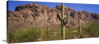 Saguaro Cactus National Monument, Arizona