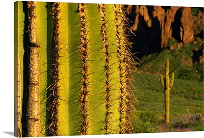 Saguaro cactus, Superstition Mountains, Arizona
