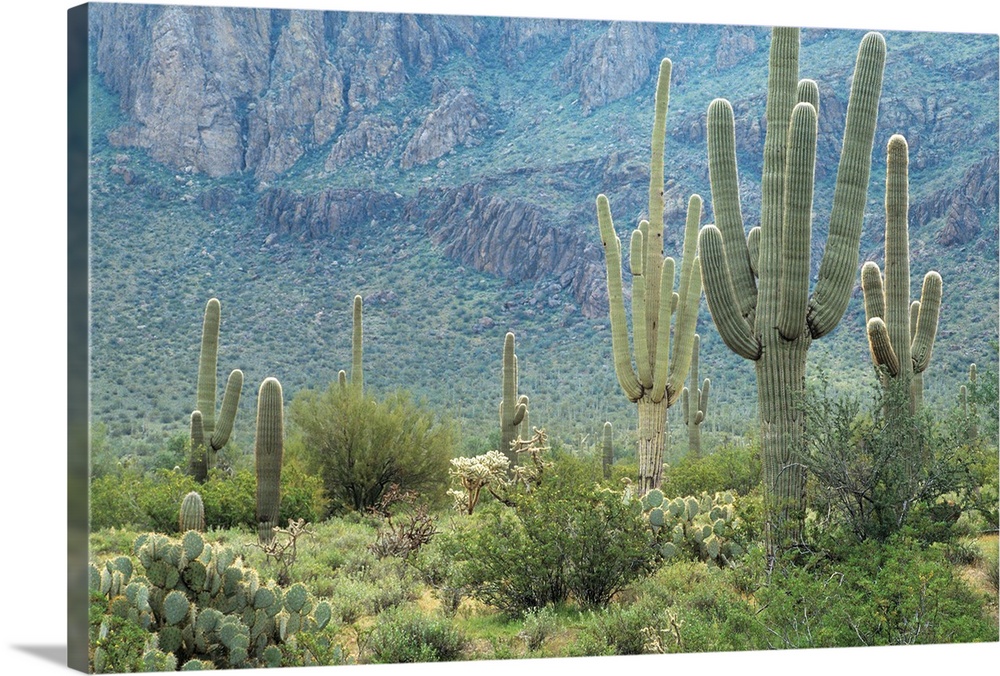 Saguaro National Park , Arizona