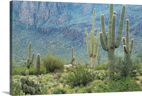 Saguaro National Park, Arizona | Great Big Canvas