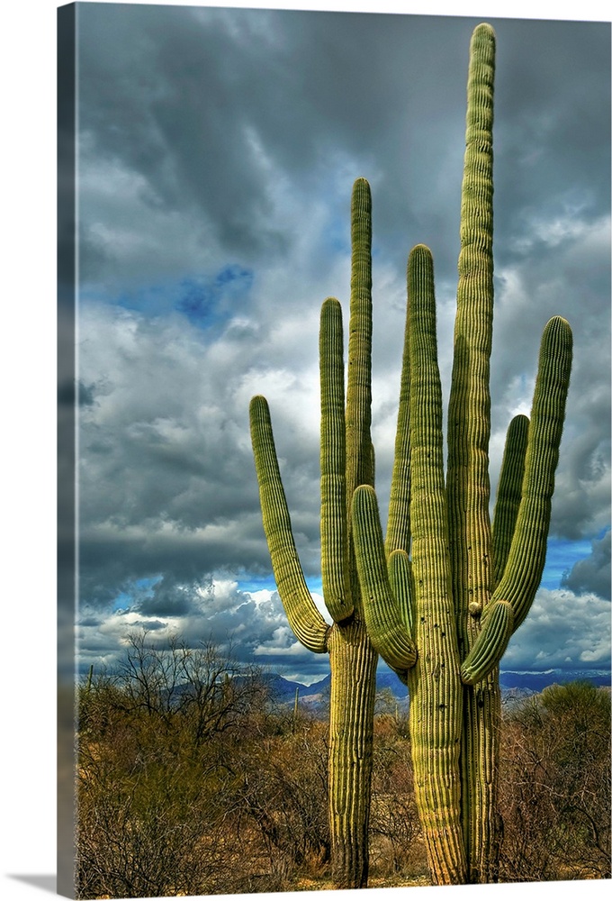 Giant saguaro cacti standing guard in Saguaro National Park Tuscon Arizona.