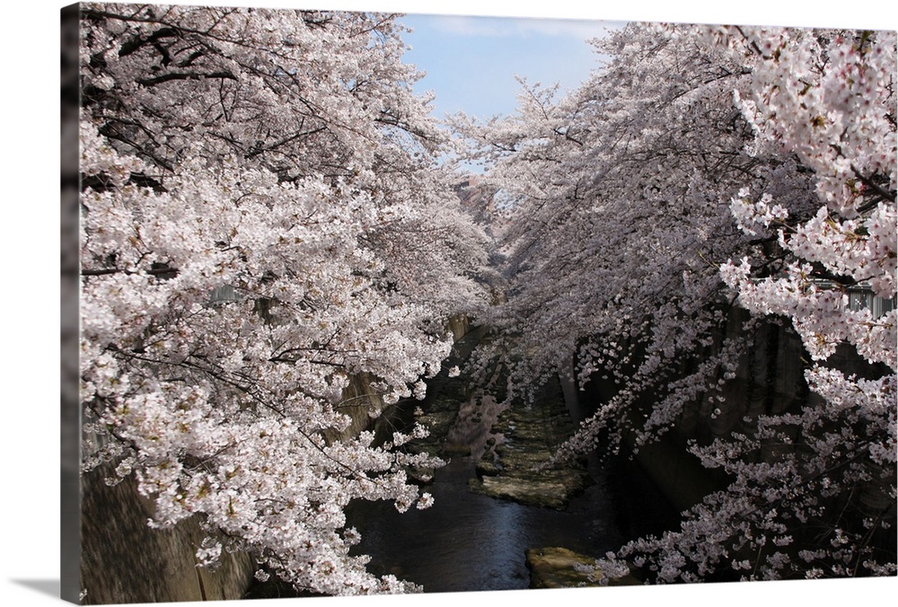 Sakura tree near river.