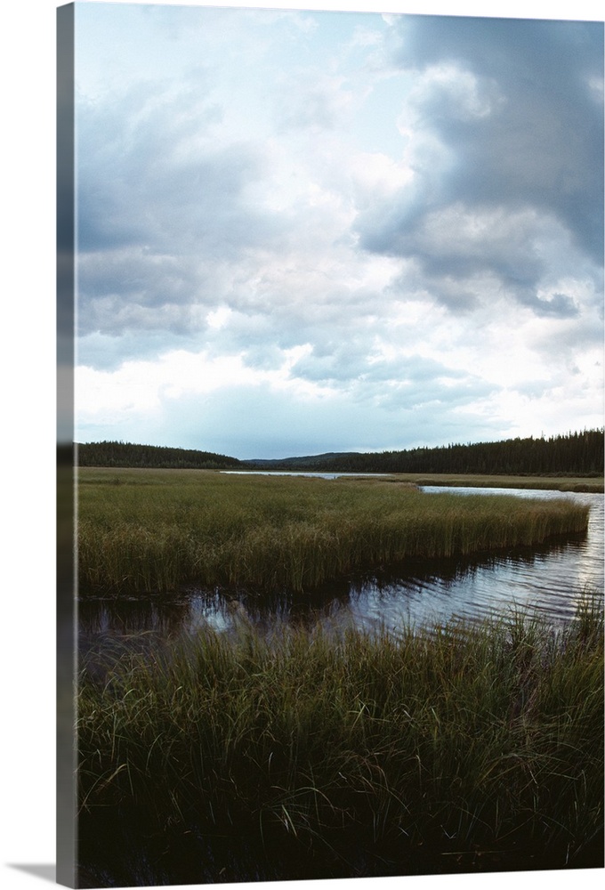 Salt marsh, Florida