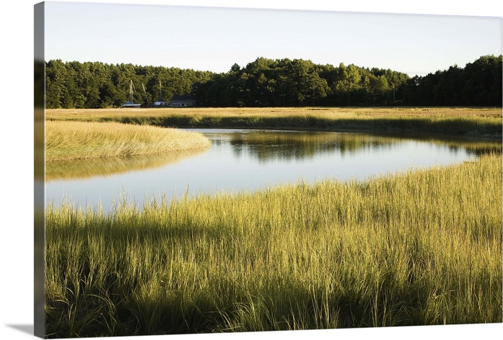 Salt marsh wetlands in Maine, USA