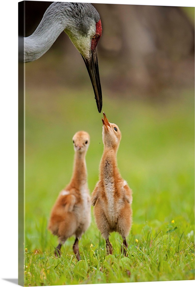 Close-up of sandhill feeding her chick.