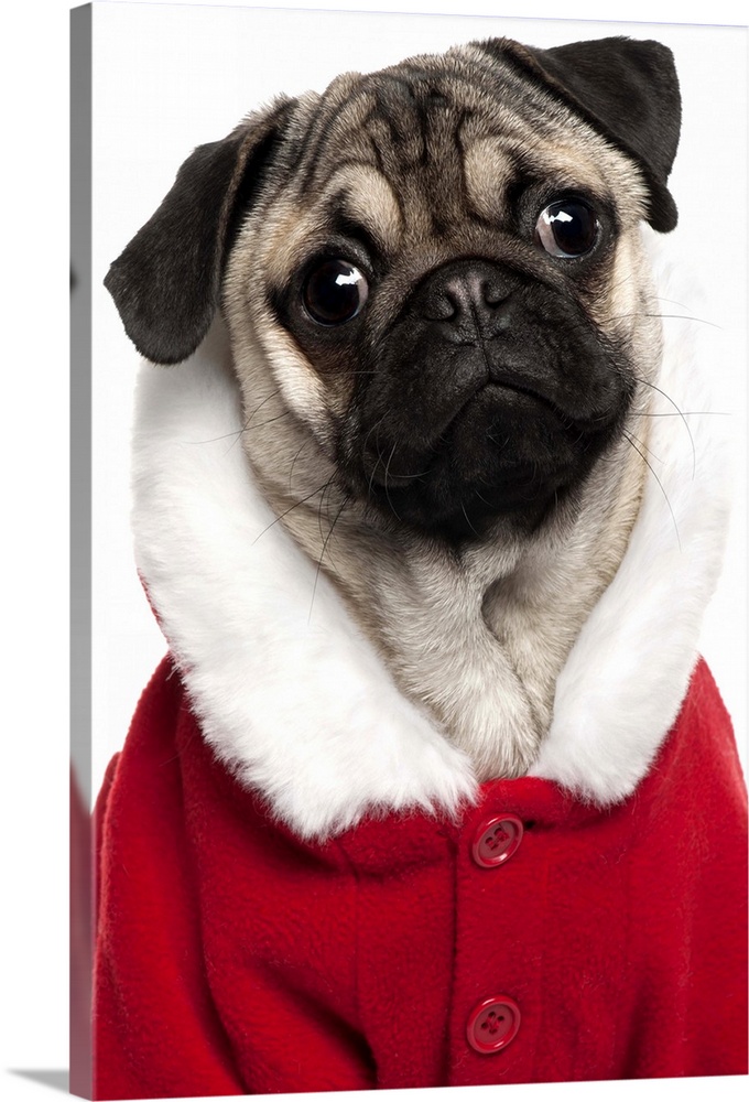 Pug puppy (6 months old) wearing a Christmas coat