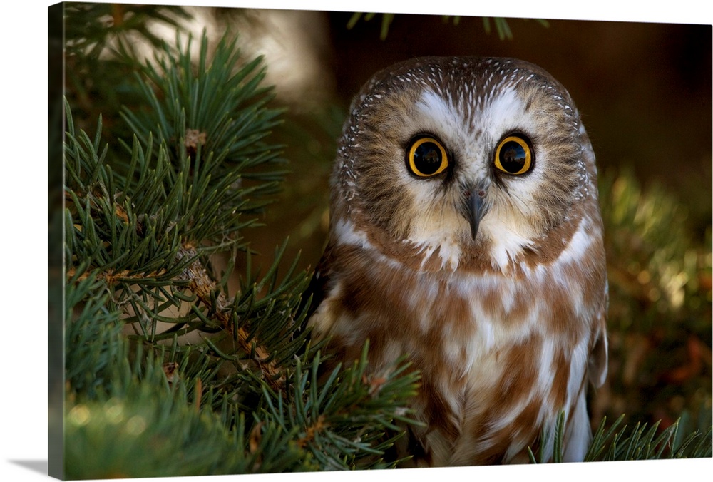 Saw-whet owl in pine tree