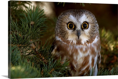 Saw-whet owl in pine tree