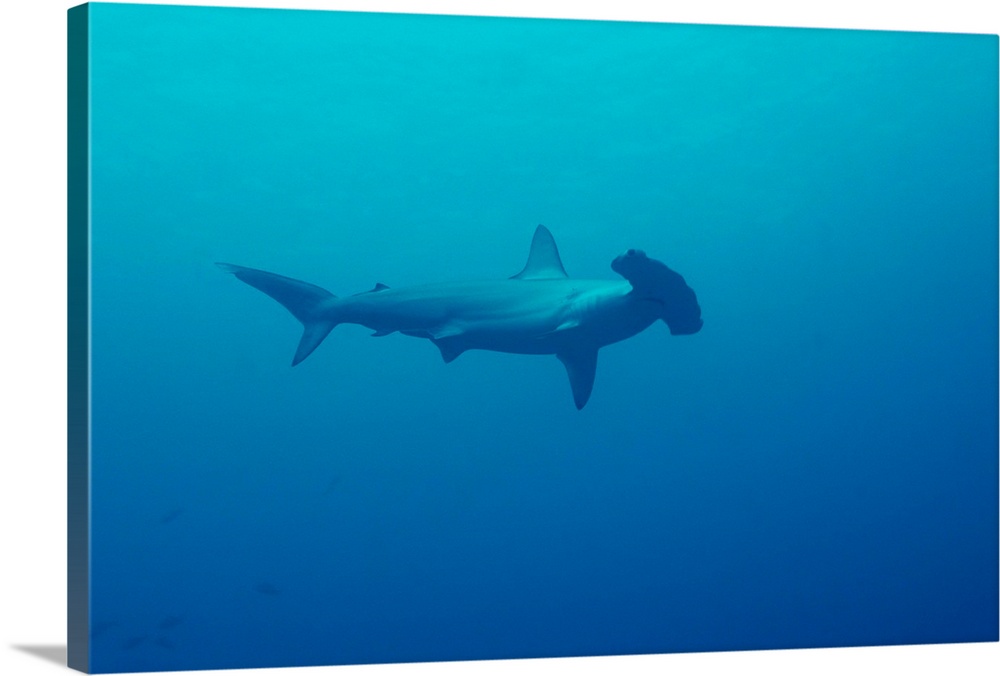 Scalloped hammerhead shark