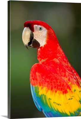 Scarlet Macaw, Costa Rica