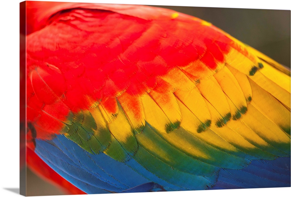 Costa Rica, Guancaste Province, Canas, Close-up of feathers from Scarlet Macaw (Ara macao)