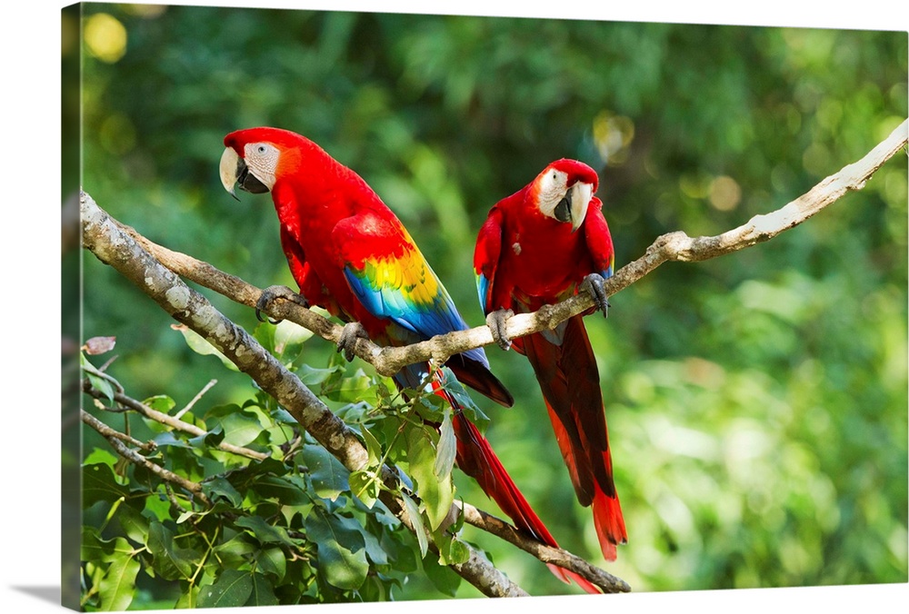Costa Rica, Guanacaste Province, Canas, Scarlet Macaws (Ara macao) resting on perch in trees