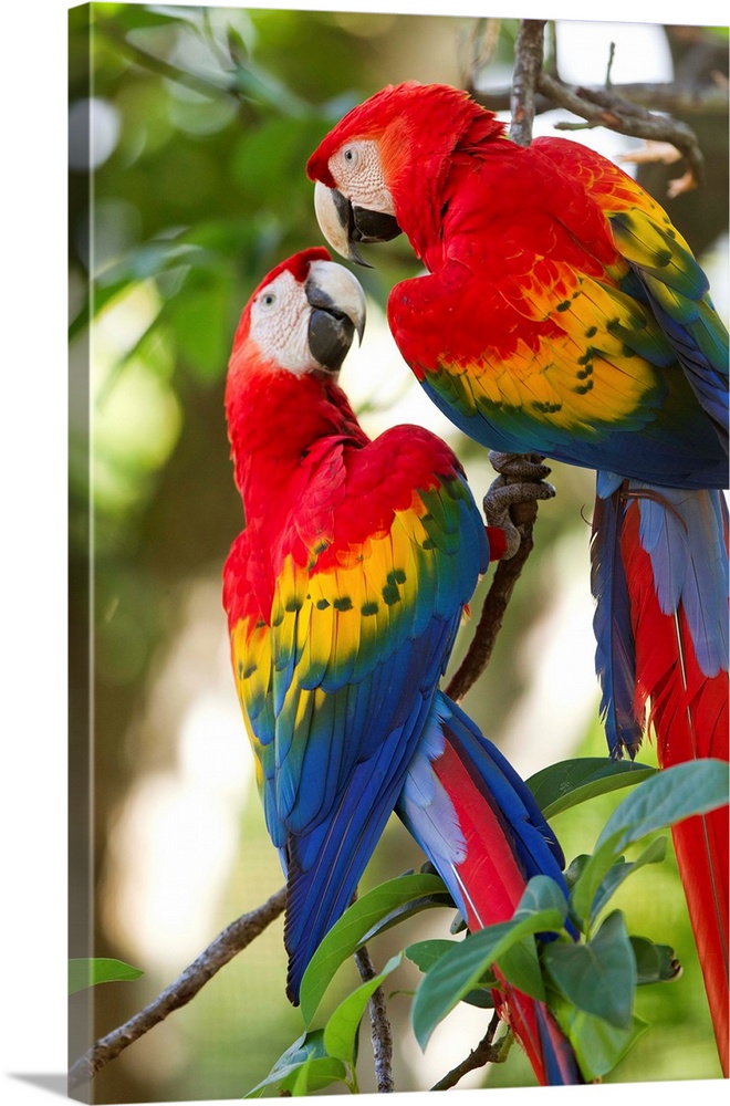 Costa Rica, Guanacaste Province, Canas, Scarlet Macaws (Ara macao) resting on perch in trees