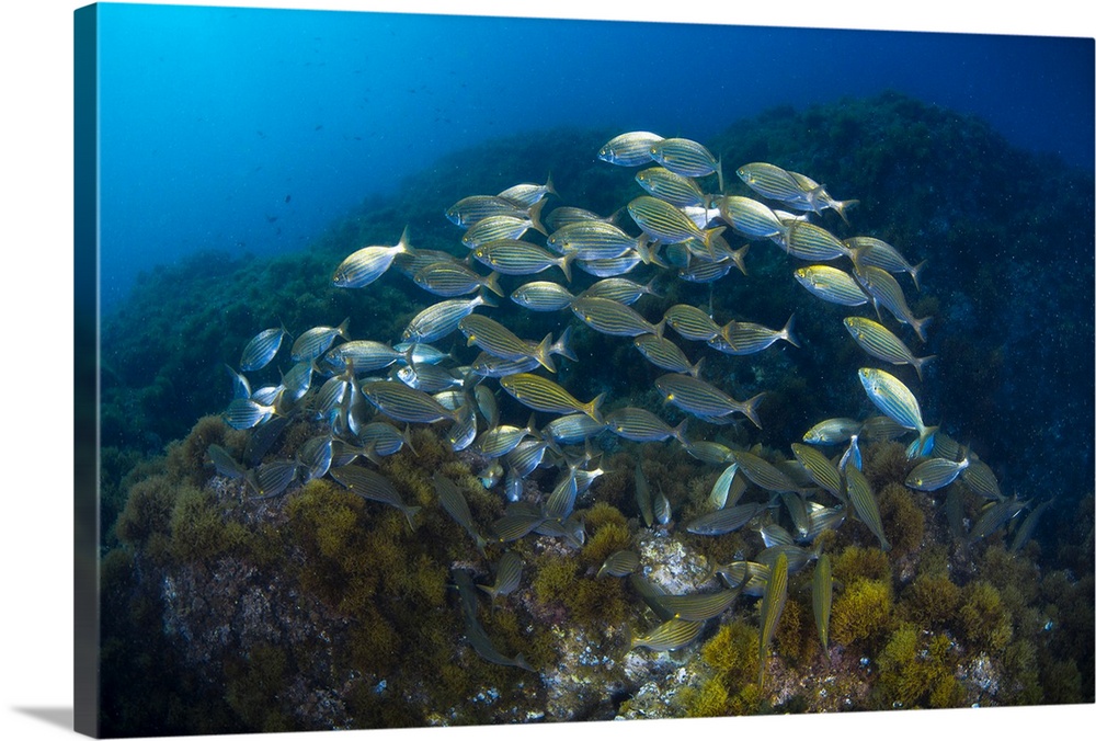 Cow bream school with coral reef.