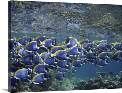 school of surgeonfish in the Maldivian sea, swimming over the reef barrier