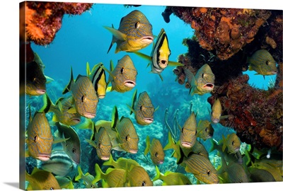 Schooling Fish Under Coral Ledge